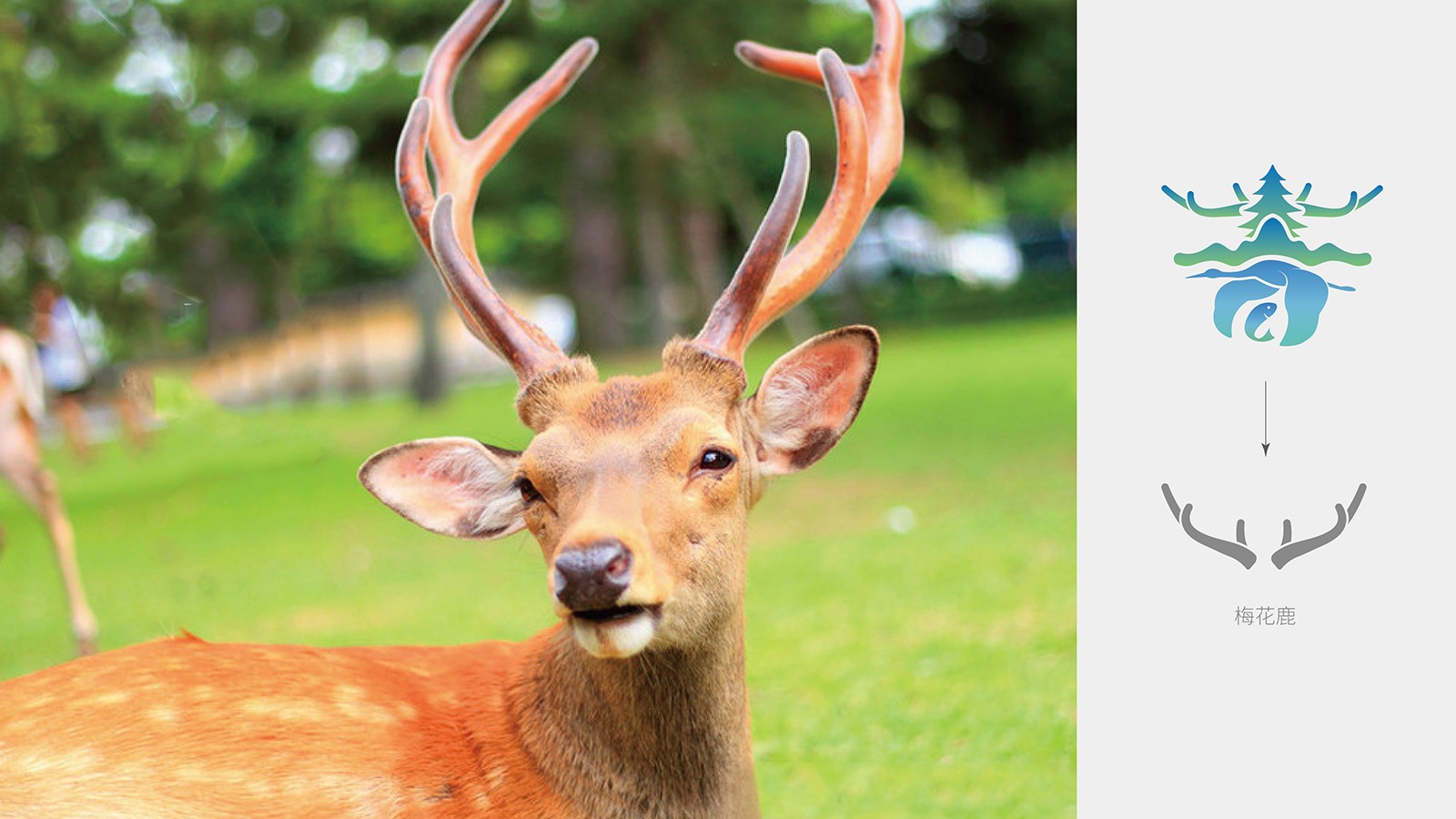 企業vi設計報價較低可以選擇嗎